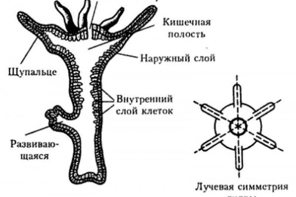 Онион жесть сайты