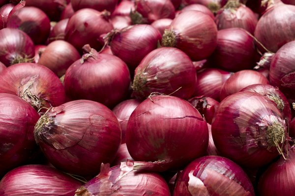 Kraken istand onion